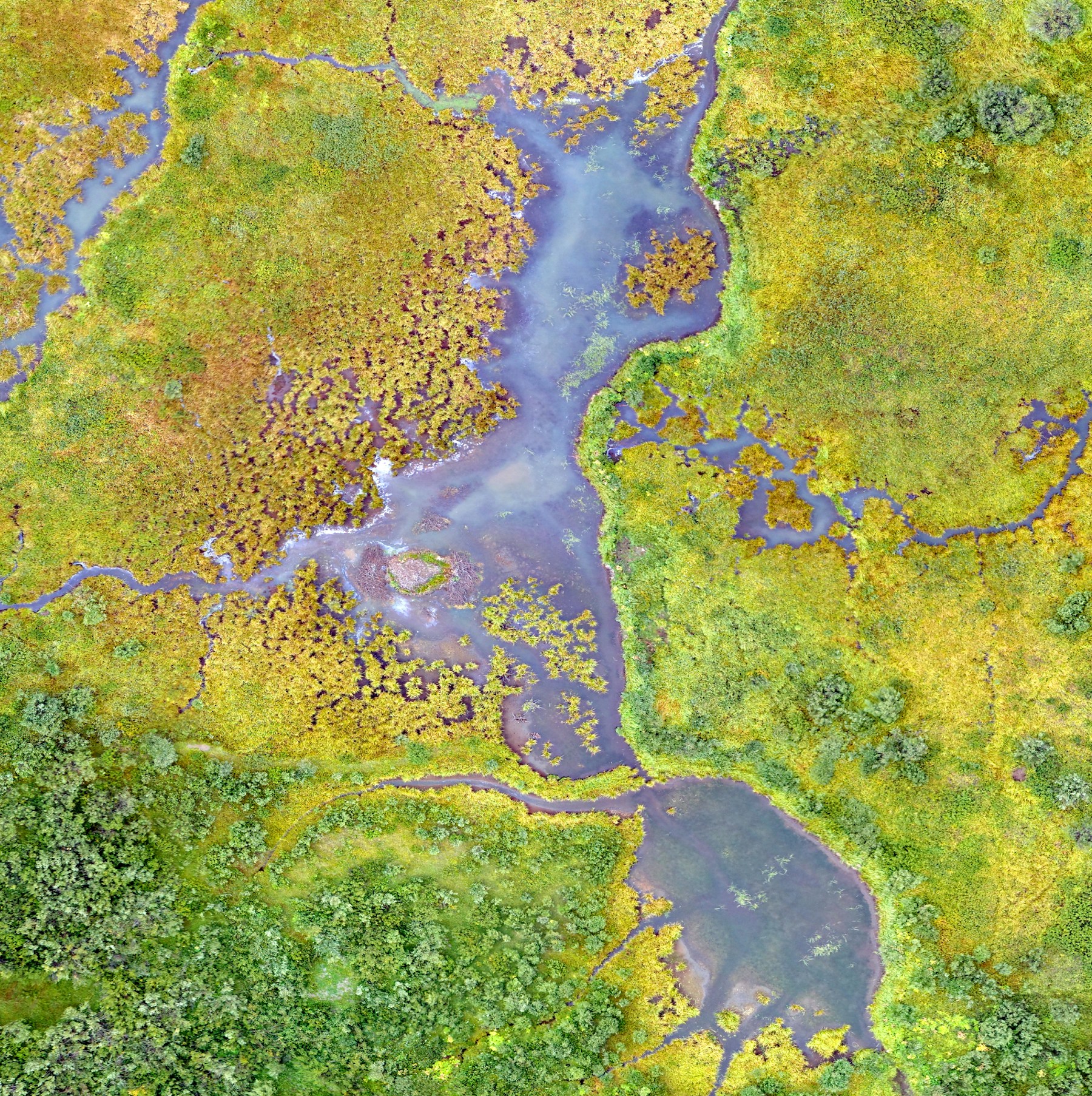 Aerial view of branching waterways winding through a green wetland