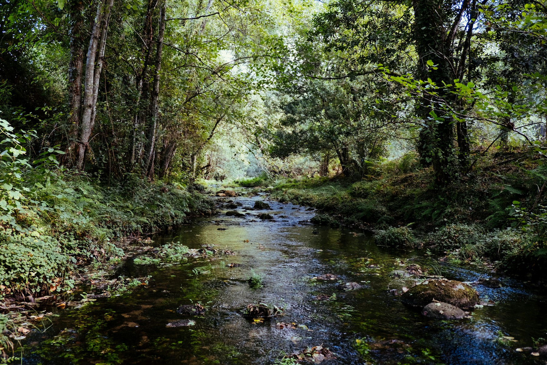 A shaded creek flowing through dense green woodland